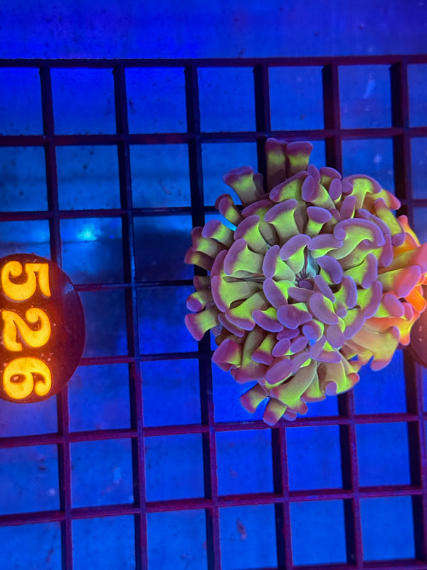 Episode 530 Live Sale Orange Tag #526 BI COLOR BRANCHING HAMMER