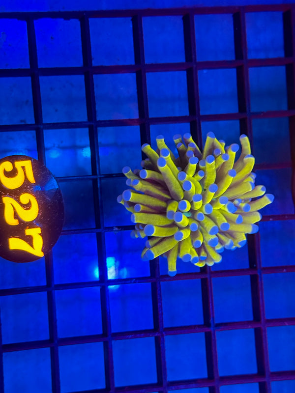 Episode 530 Live Sale Orange Tag #527 AUSSIE GOLD TORCH