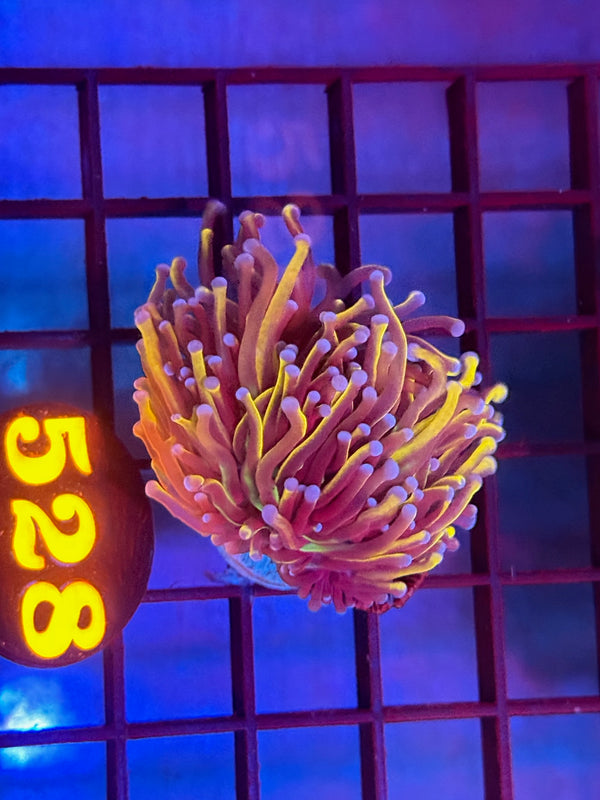 Episode 530 Live Sale Orange Tag #528 NEW YORK KNICKS TORCH