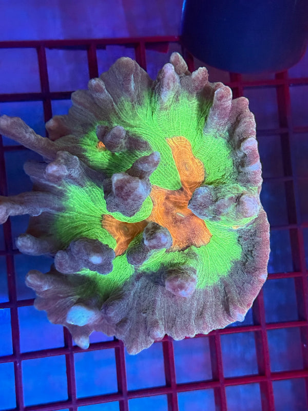 Episode 530 Live Sale Orange Tag #529 PECTINA CORAL