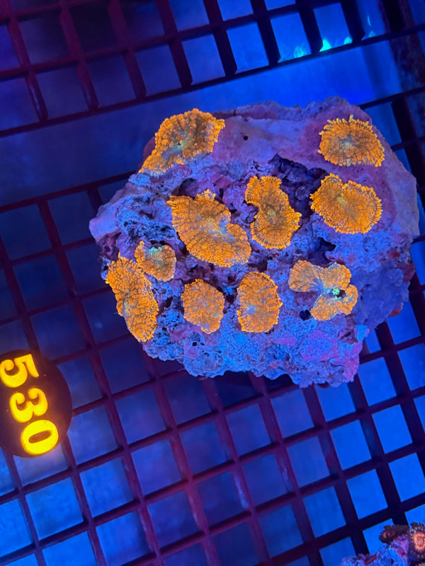 Episode 530 Live Sale Orange Tag #530 MUSHROOM COLONY
