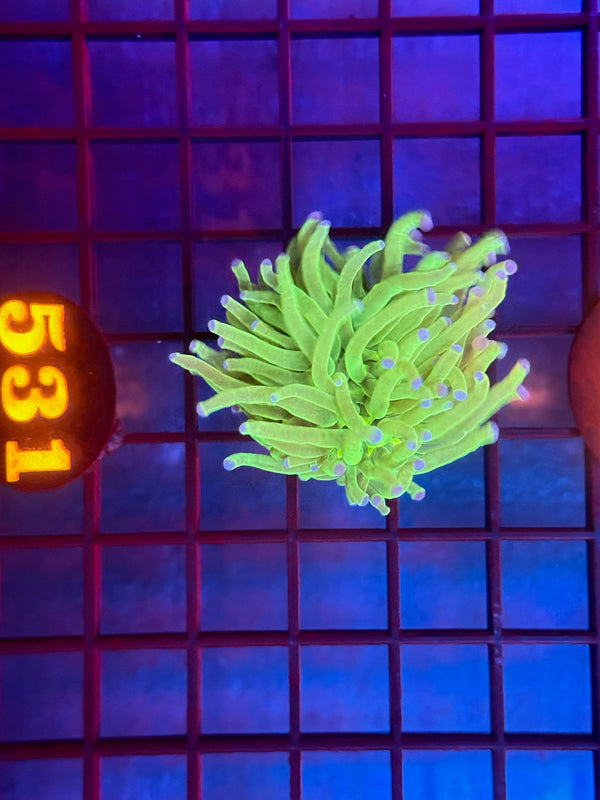 Episode 530 Live Sale Orange Tag #531 ULTRA TODDS TORCH