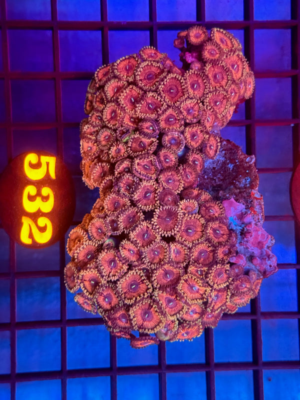 Episode 530 Live Sale Orange Tag #532 ZOA COLONY