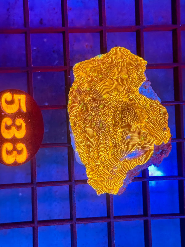 Episode 530 Live Sale Orange Tag #533 JACK-O-LANTERN