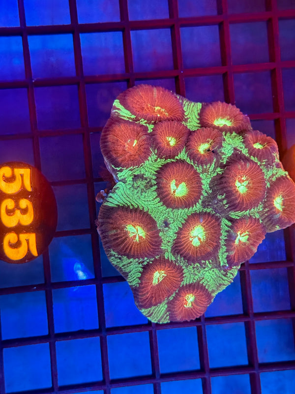 Episode 530 Live Sale Orange Tag #535 FLAVIA PLATE CORAL