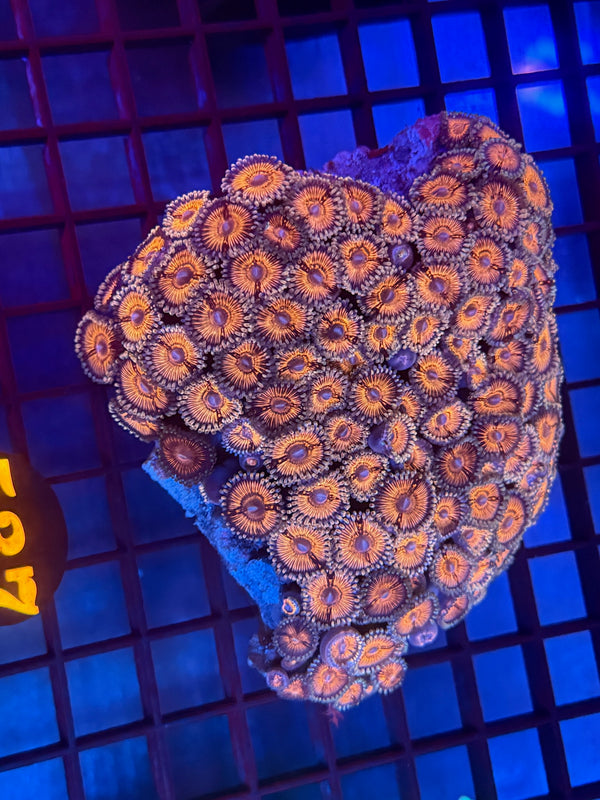 Episode 530 Live Sale Orange Tag #537 ZOA COLONY