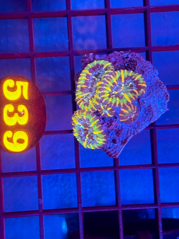 Episode 530 Live Sale Orange Tag #539 ACAN CORAL