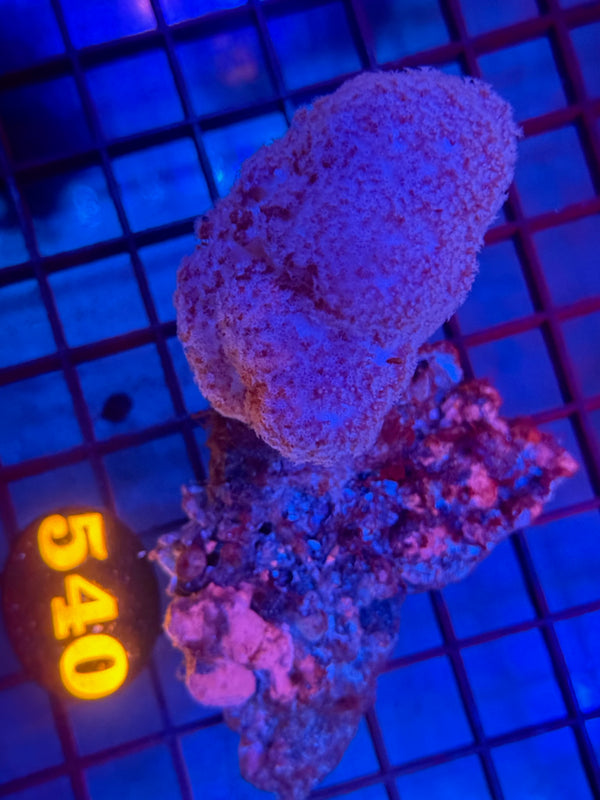 Episode 530 Live Sale Orange Tag #540 CARNIATION CORAL