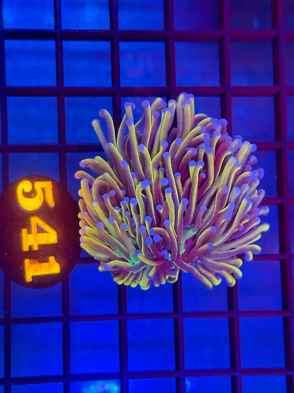 Episode 530 Live Sale Orange Tag #541 NEW YORK KNICKS TORCH