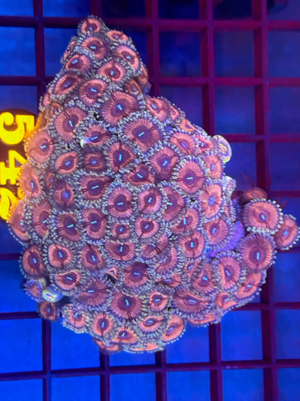 Episode 530 Live Sale Orange Tag #542 ZOA COLONY