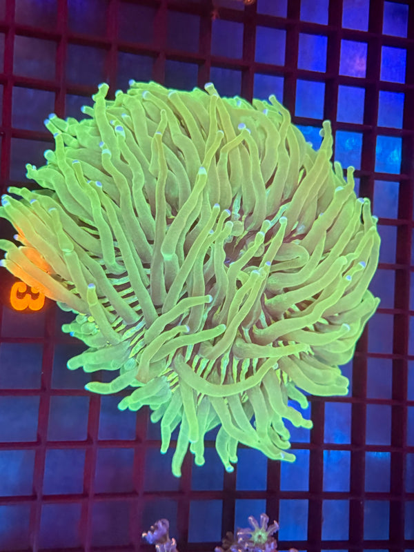 Episode 530 Live Sale Orange Tag #543 ULTRA HELIO FUNGIA PLATE ANENOME