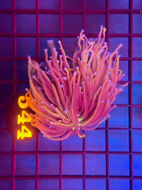 Episode 530 Live Sale Orange Tag #544 NEW YORK KNICKS TORCH