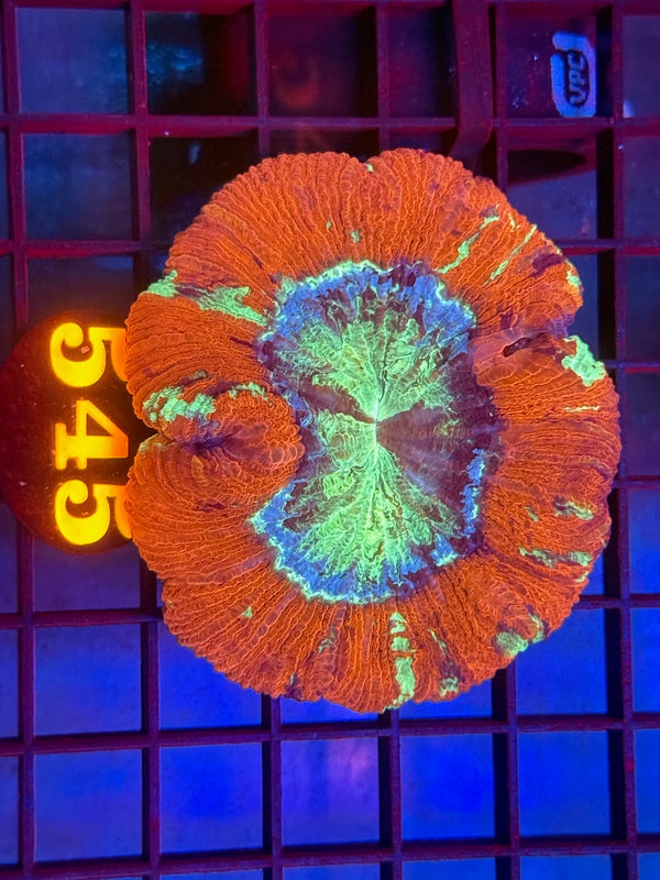 Episode 530 Live Sale Orange Tag #545 ULTRA WELLSO