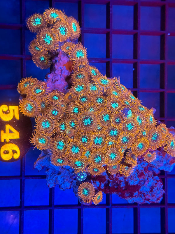 Episode 530 Live Sale Orange Tag #546 DESIGNER ZOAS