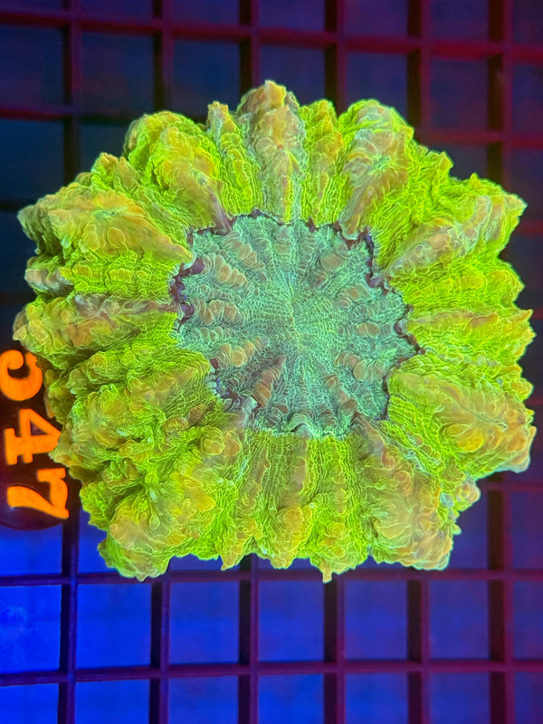 Episode 530 Live Sale Orange Tag #547 ULTRA GREEN ACANTHO