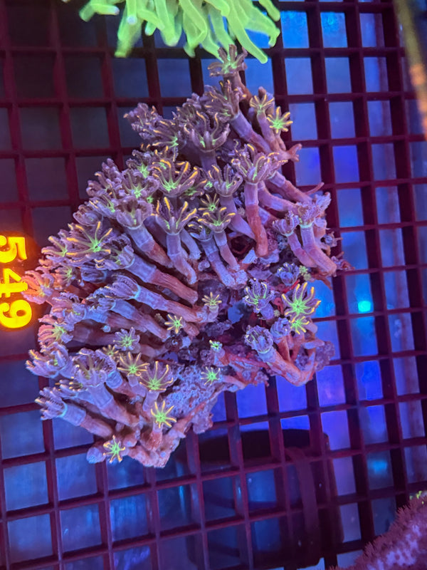 Episode 530 Live Sale Orange Tag #549 ULTRA CLOVE POLYPS