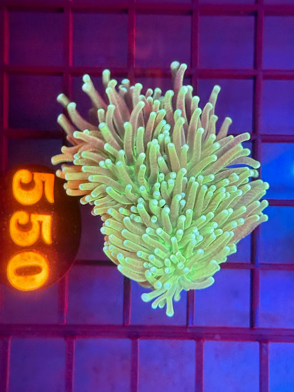 Episode 530 Live Sale Orange Tag #550 HULK TORCH