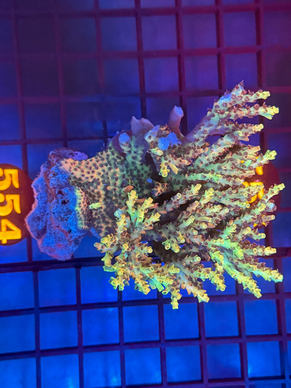 Episode 530 Live Sale Orange Tag #554 ACRO COLONY