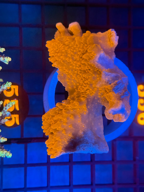 Episode 530 Live Sale Orange Tag #555 RED CAP MONTI