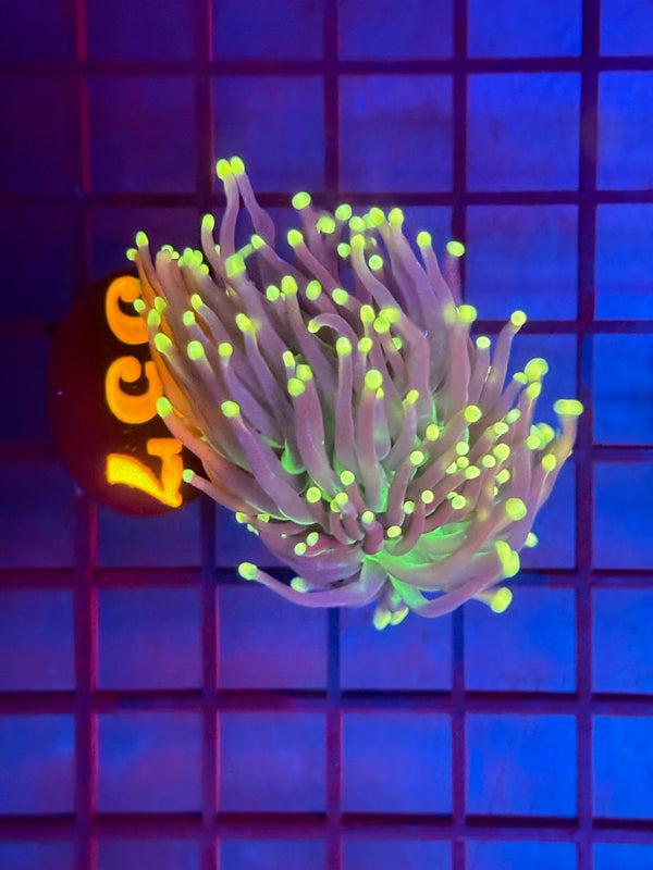 Episode 530 Live Sale Orange Tag #557 INDO JOKERS TORCH