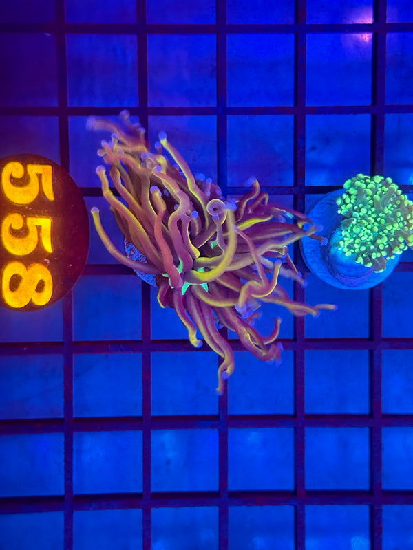 Episode 530 Live Sale Orange Tag #558 2 LOT BRANCHING