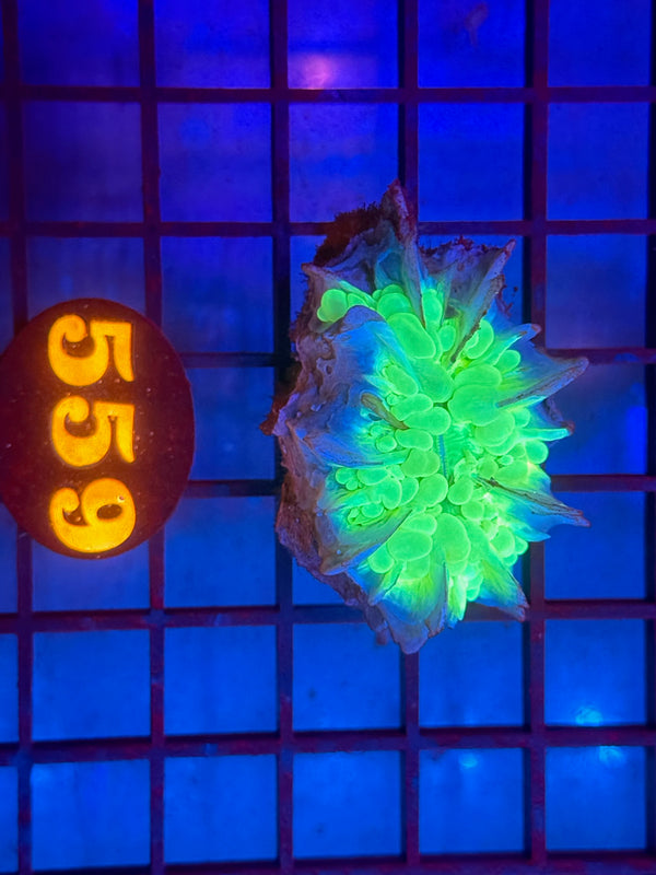 Episode 530 Live Sale Orange Tag #559 GREEN BUBBLE