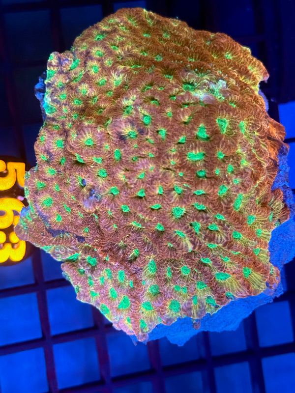 Episode 530 Live Sale Orange Tag #563 FLAVIA PLATE CORAL