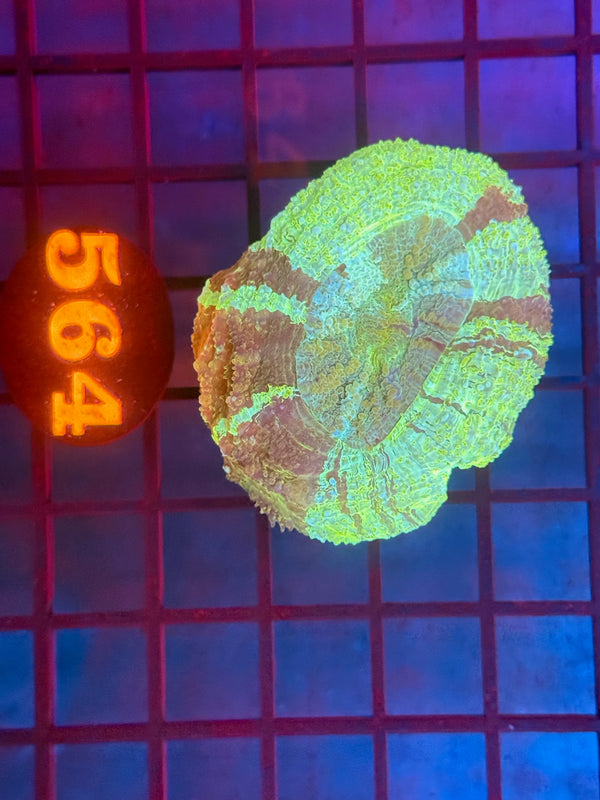 Episode 530 Live Sale Orange Tag #564 GREEN ACANTHO