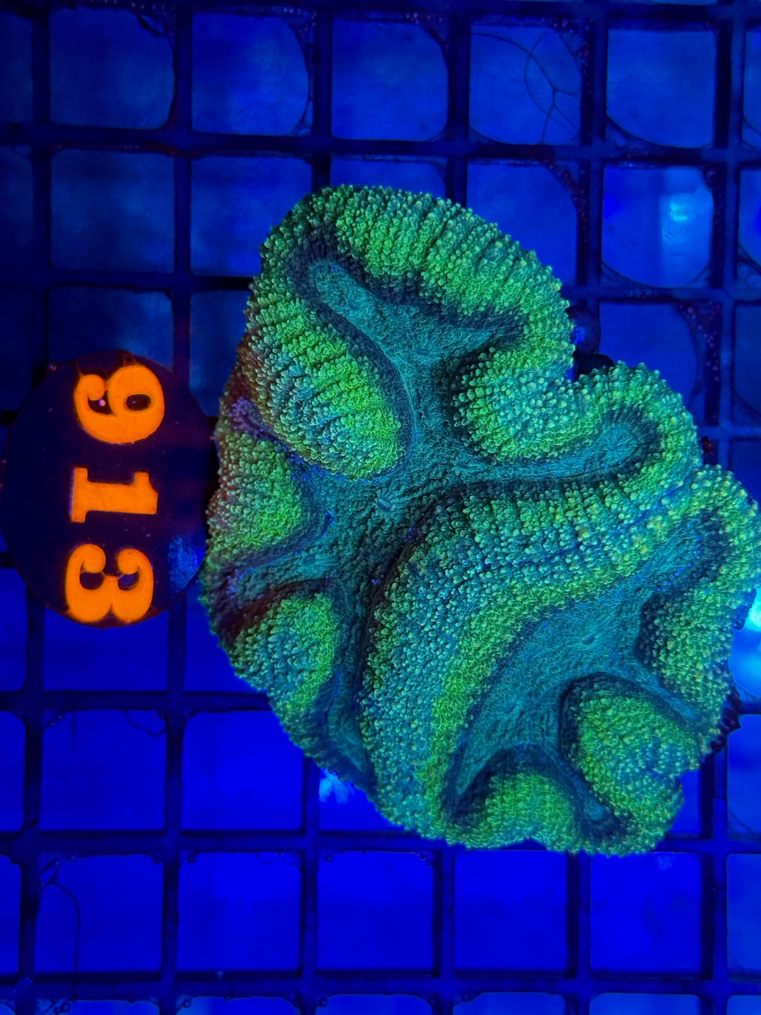Episode 504 Live Sale Orange Tag #913 LOBO COLONY