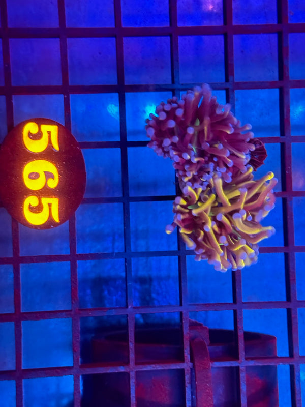 Episode 530 Live Sale Orange Tag #565 NEW YORK KNICKS TORCH