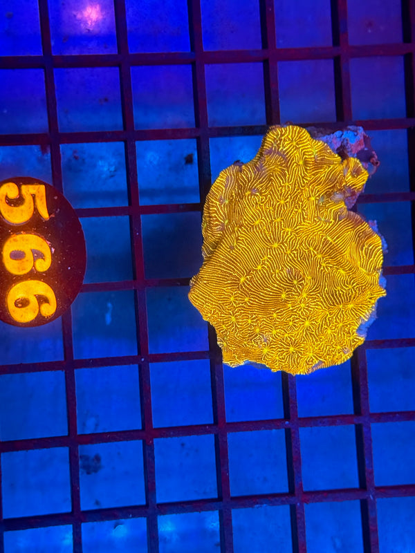 Episode 530 Live Sale Orange Tag #566 JACK-O-LANTERN