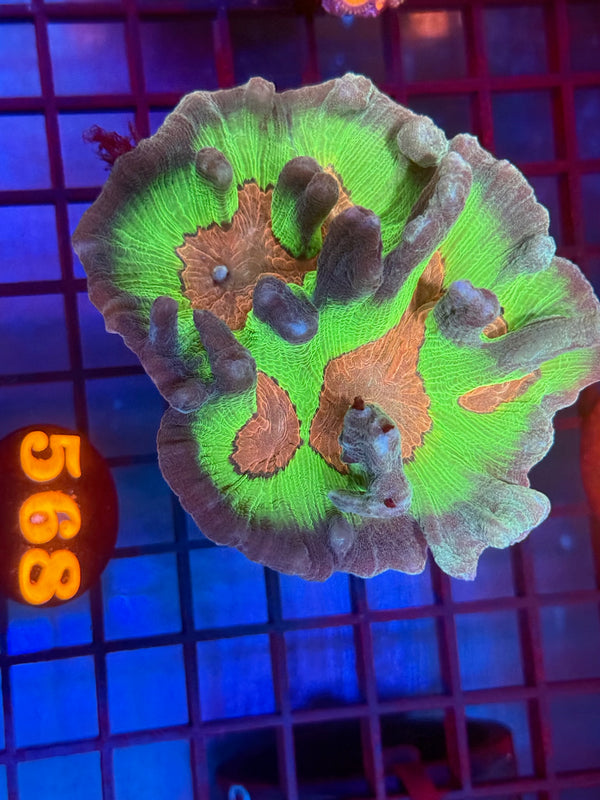 Episode 530 Live Sale Orange Tag #568 PECTINIA CORAL