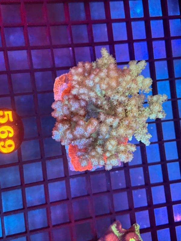 Episode 530 Live Sale Orange Tag #569 LEATHER CORAL