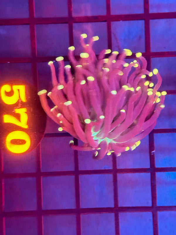 Episode 530 Live Sale Orange Tag #570 INDO JOKERS TORCH