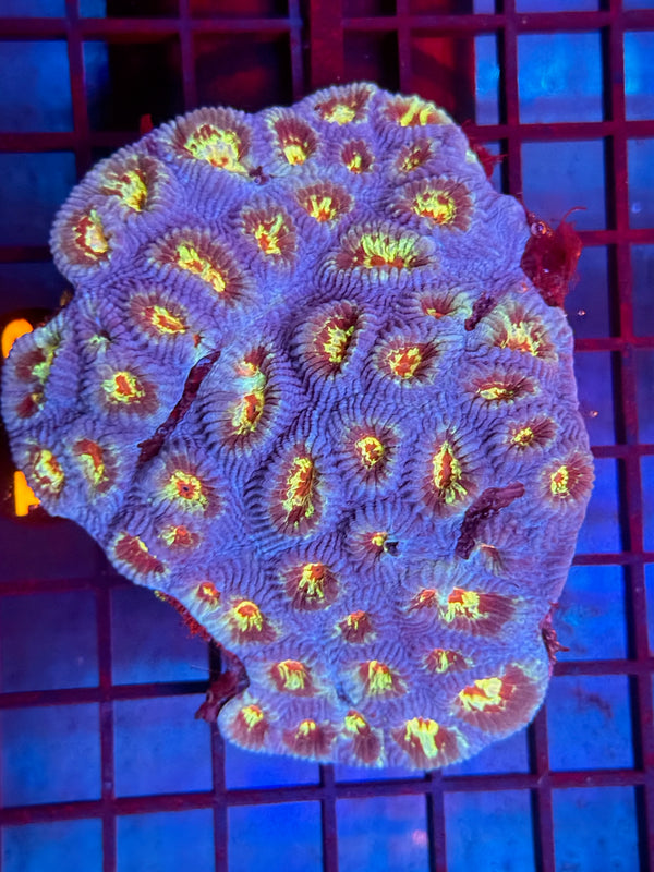 Episode 530 Live Sale Orange Tag #571 ECHANATA COLONY