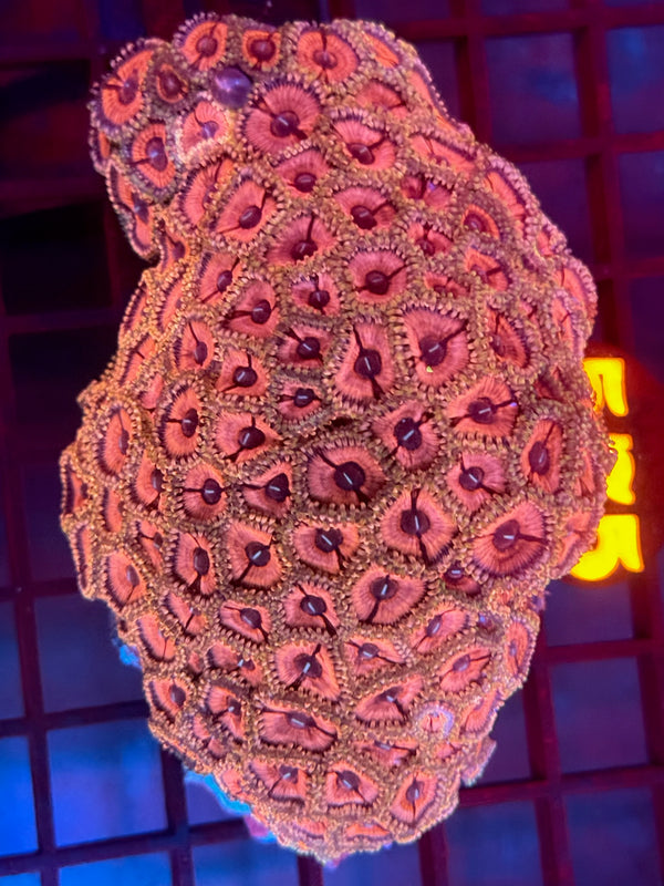 Episode 530 Live Sale Orange Tag #574 DESIGNER ZOAS