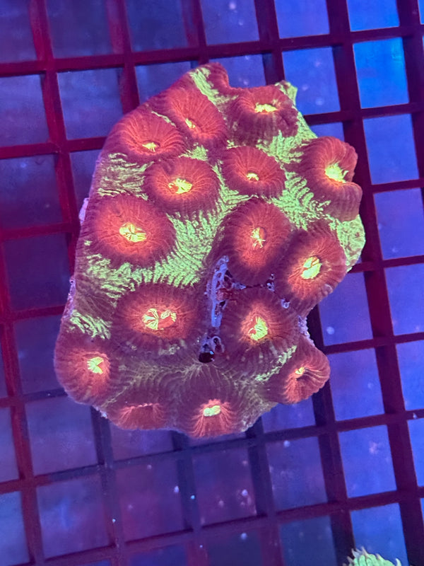 Episode 530 Live Sale Orange Tag #575 FLAVIA PLATE CORAL