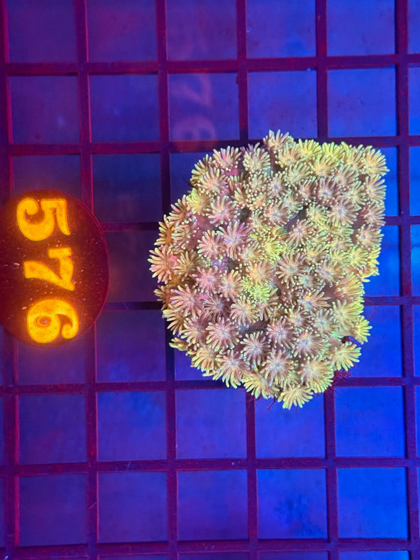 Episode 530 Live Sale Orange Tag #576 MULTI COLOR GONI