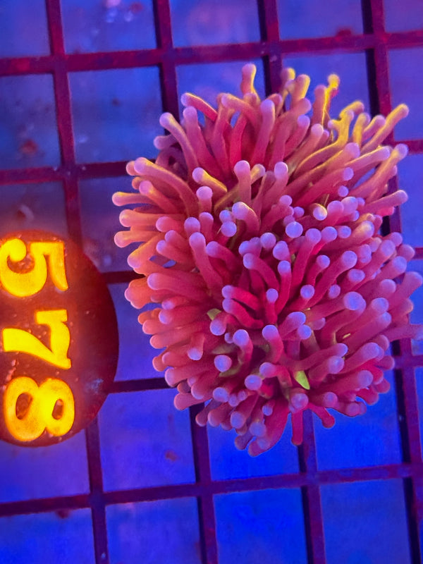 Episode 530 Live Sale Orange Tag #578 NEW YORK KNICKS TORCH