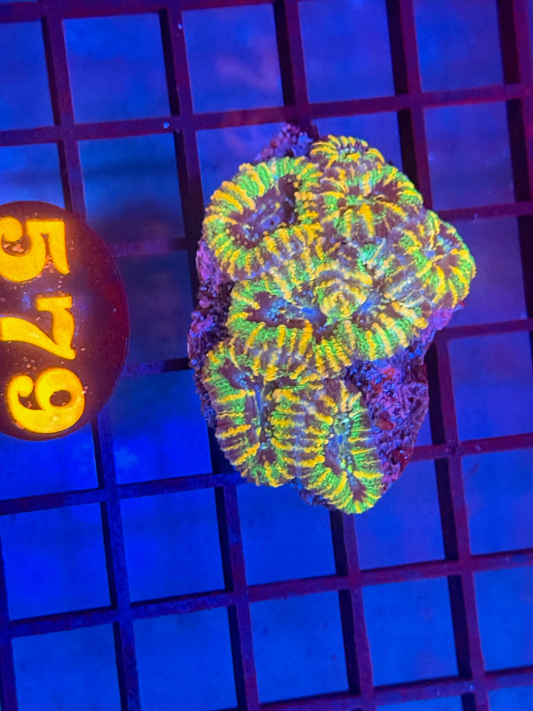 Episode 530 Live Sale Orange Tag #579 ACAN CORAL