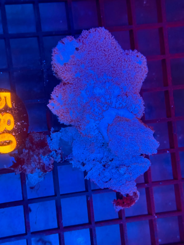 Episode 530 Live Sale Orange Tag #580 CARNIATION CORAL