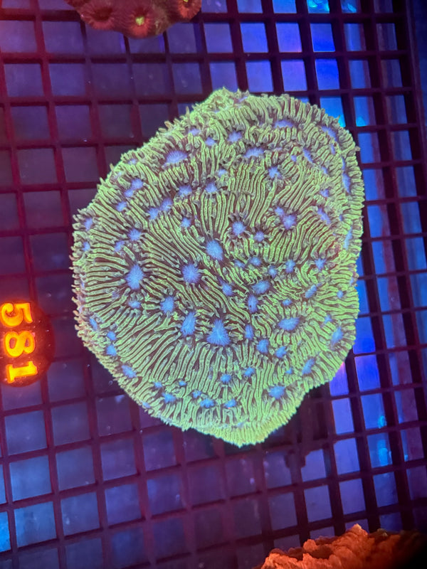 Episode 530 Live Sale Orange Tag #581 PLATE CORAL XXL
