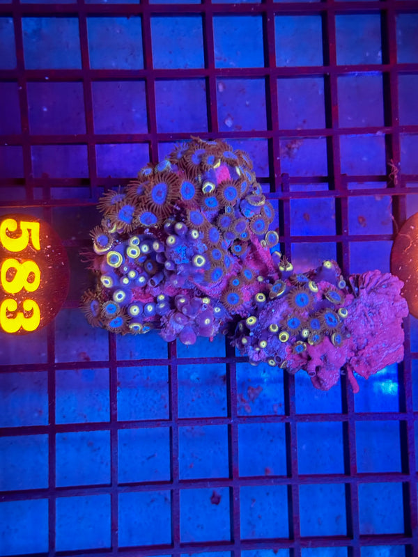 Episode 530 Live Sale Orange Tag #583 ZOA COLONY