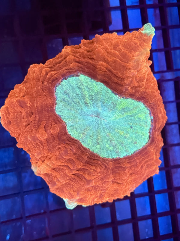 Episode 530 Live Sale Orange Tag #587 X-MAS ACANTHO CORAL