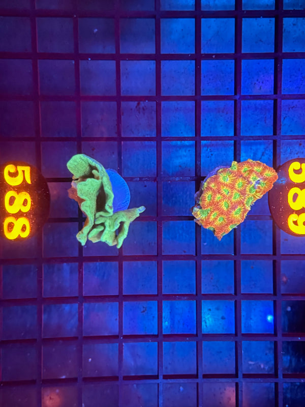 Episode 530 Live Sale Orange Tag #588 2 LOT FRAG PACK