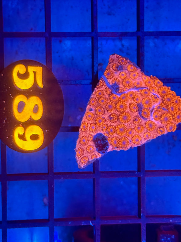 Episode 530 Live Sale Orange Tag #589 RED GONI CORAL
