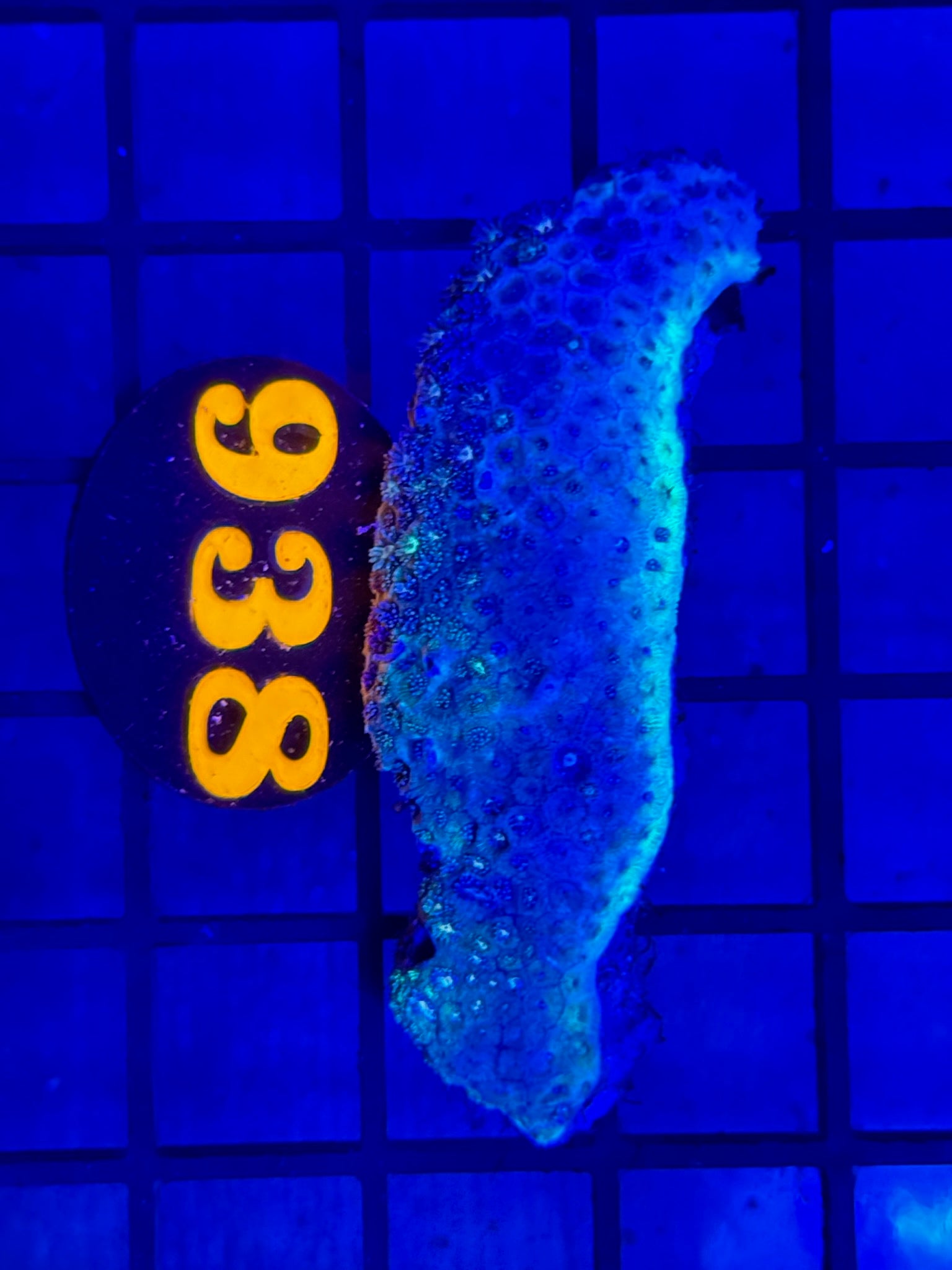Episode 504 Live Sale Orange Tag #938 MULTI COLOR GONI