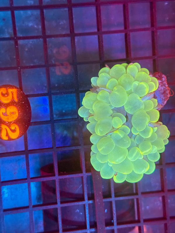 Episode 530 Live Sale Orange Tag #592 BUBBLE CORAL