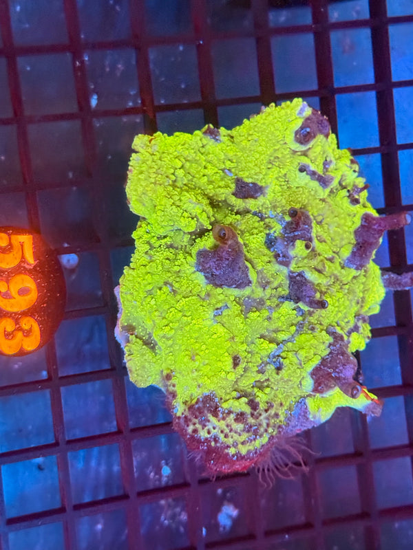 Episode 530 Live Sale Orange Tag #593 GREEN PLATE CORAL