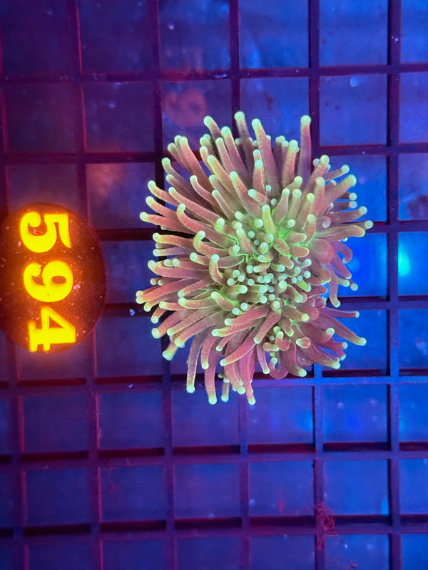 Episode 530 Live Sale Orange Tag #594 HULK TORCH